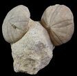Displayable Fossil Sea Urchins (Clypeus) - England #65365-2